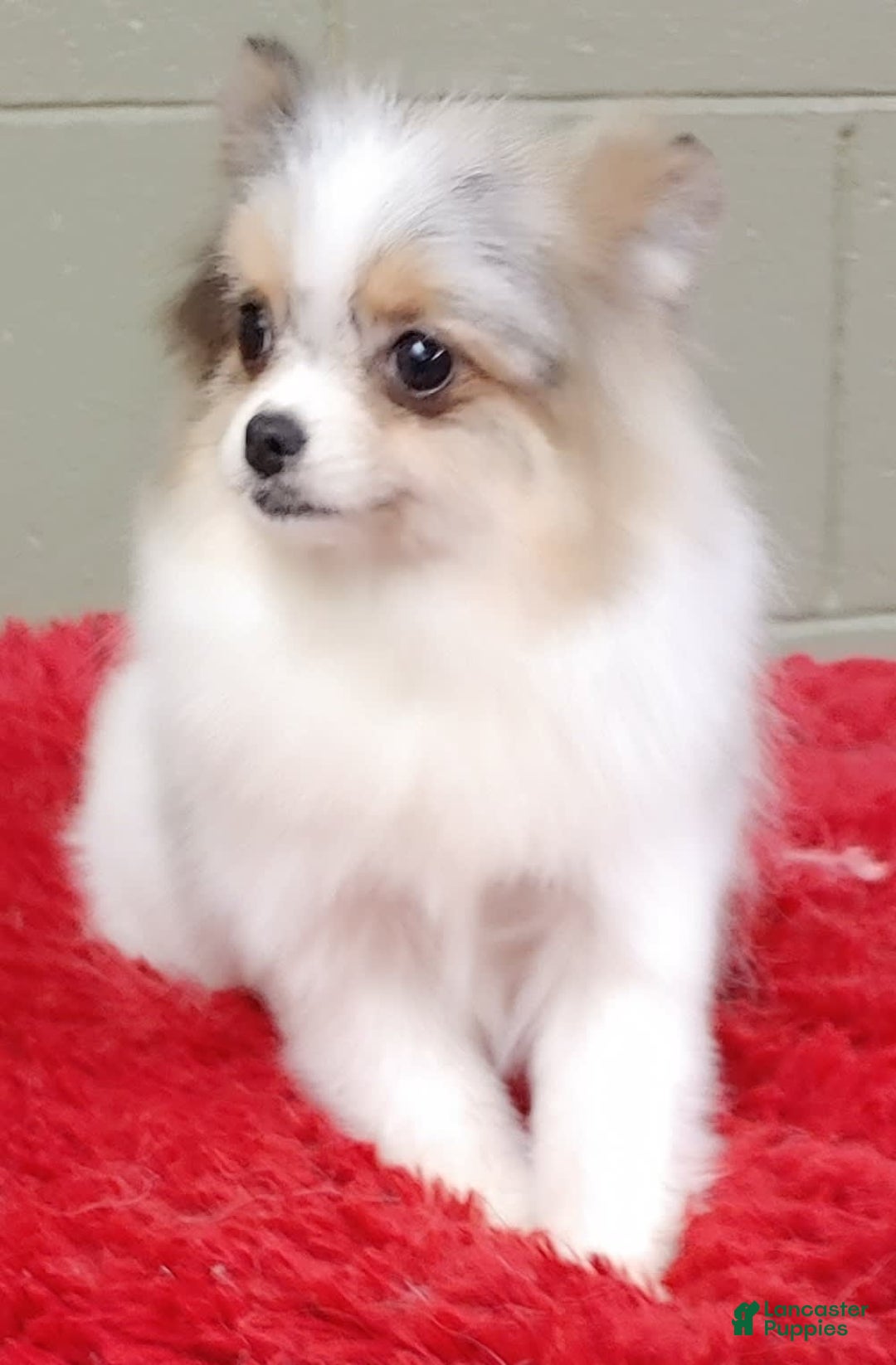 Pomeranian dogs for sale: Sparkle - Image 14