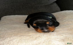 Doberman Pinscher dogs for sale: Green Collar - Image 6