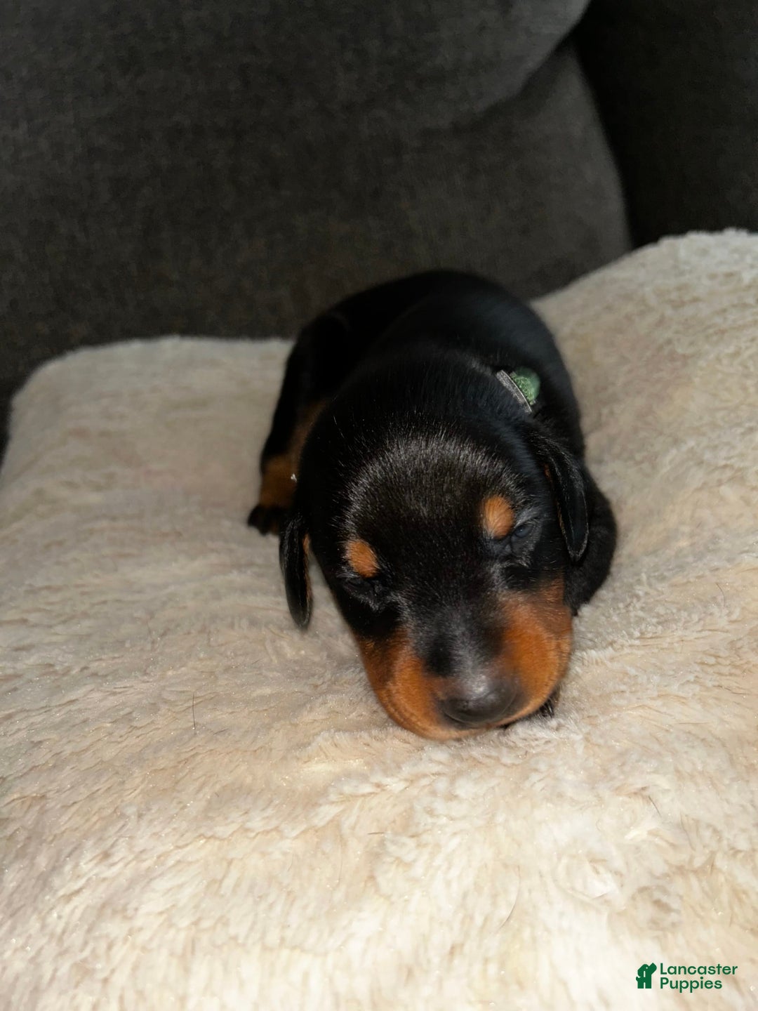 Doberman Pinscher dogs for sale: Green Collar - Image 6