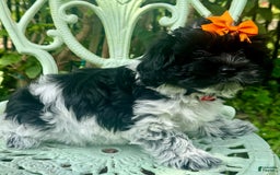 Maltipoo dogs for sale: Lucy - Image 5