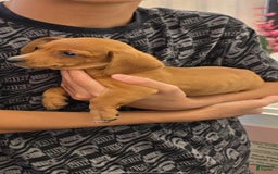 Dachshund dogs for sale: Noodle - Image 1