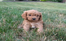 Cavapoo dogs for sale: Axel - Image 22