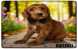 Goldendoodle dogs for sale: Bruno Black Collar - Image 2