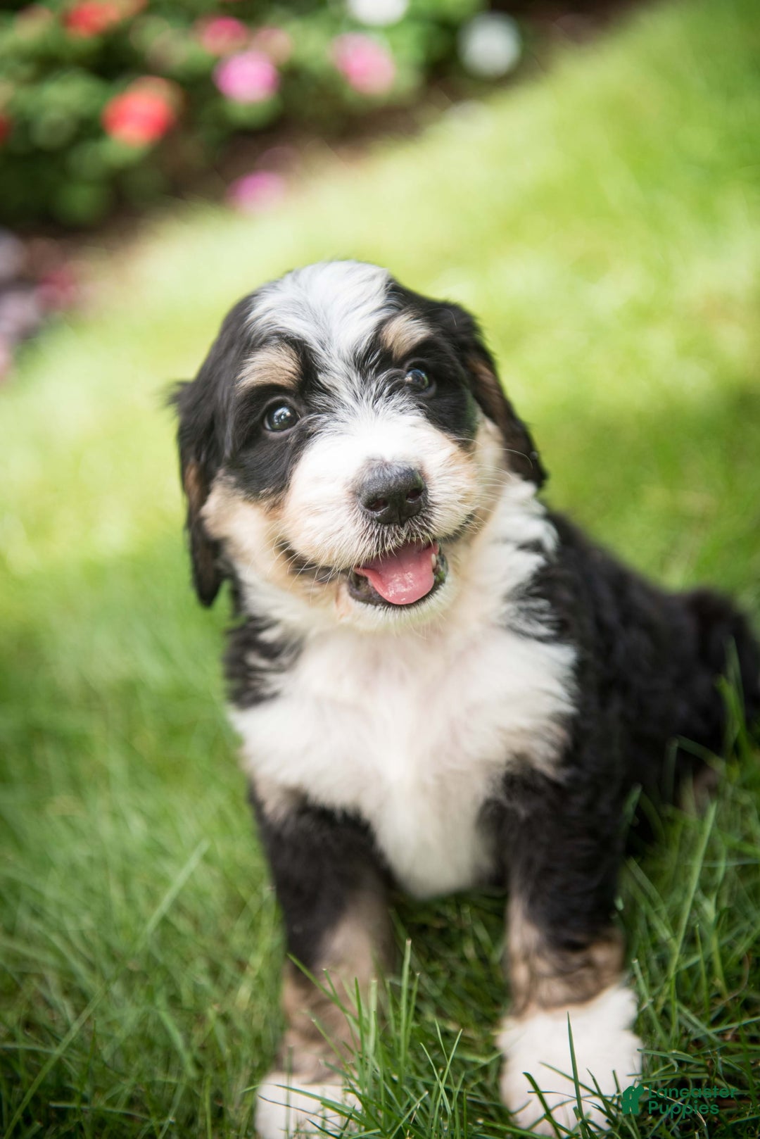 Bernedoodle dogs for sale: Rebel - Image 25