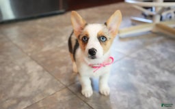 Welsh Corgi Pembroke dogs for sale: Mrs Pink - Image 1