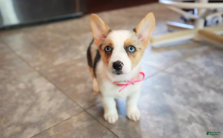 Welsh Corgi Pembroke dogs for sale - Ad 2