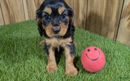 Cavalier King Charles Spaniel dogs for sale: Brin Girl 1 - Image 4