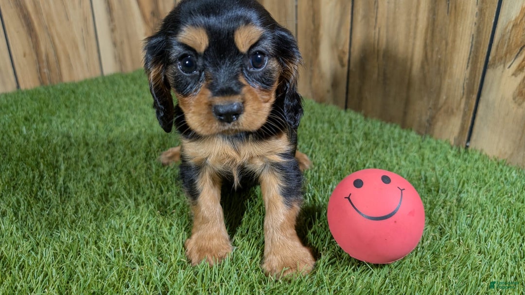 Cavalier King Charles Spaniel dogs for sale: Brin Girl 1 - Image 4