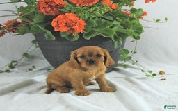 Cavalier King Charles Spaniel dogs for sale: Sadie - Image 3
