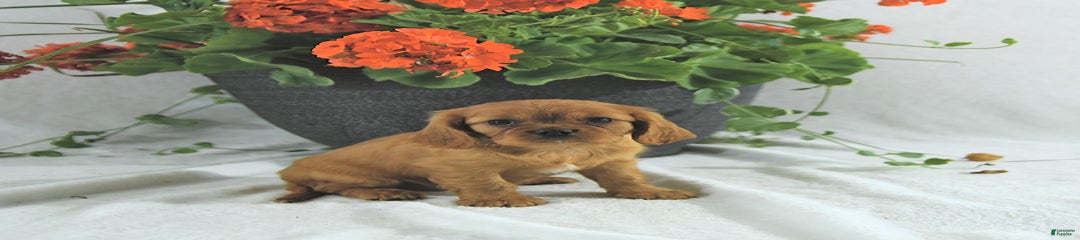 Sadie