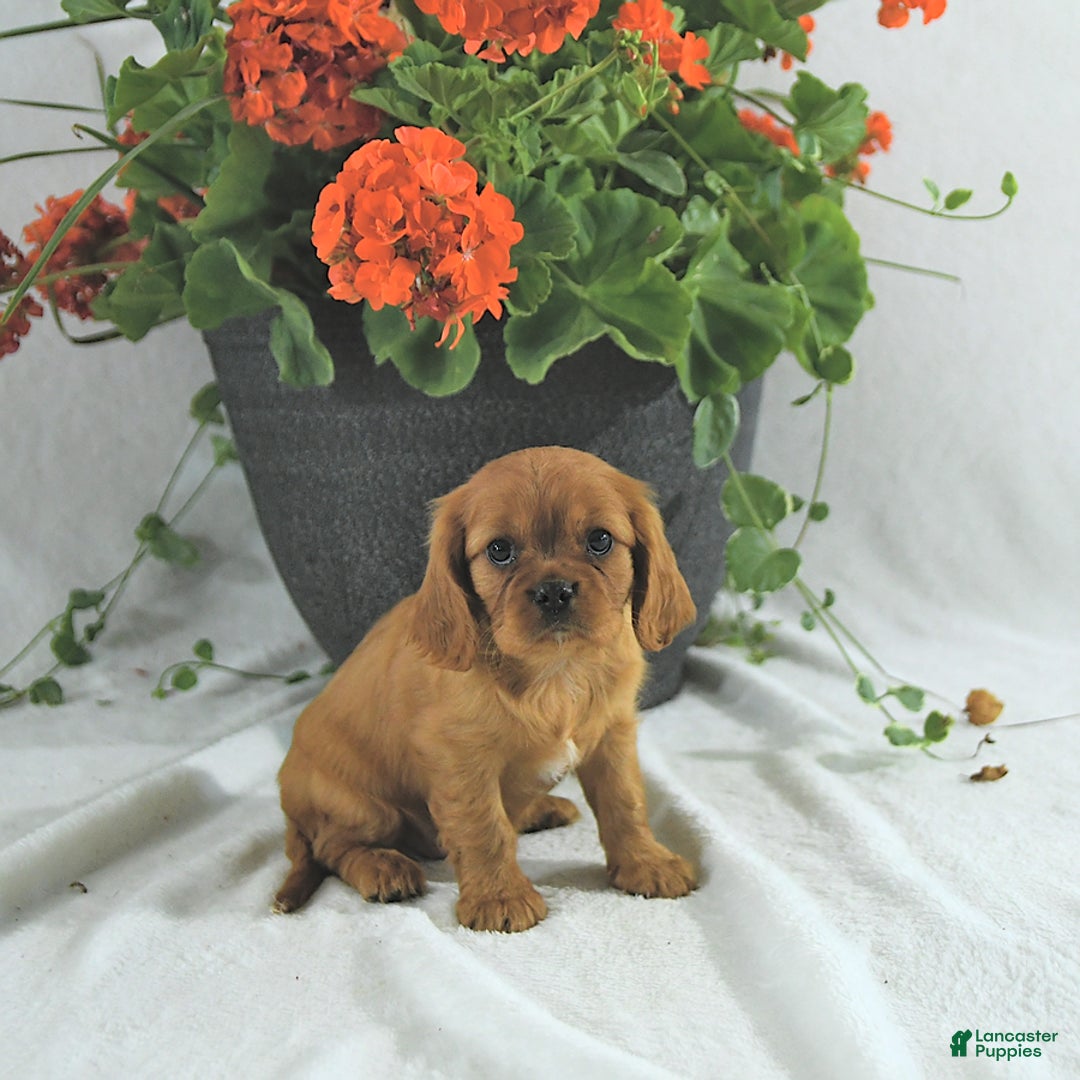 Cavalier King Charles Spaniel dogs for sale: Sadie - Image 3
