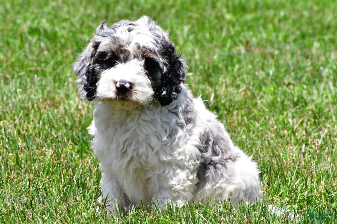 Cockapoo dogs for sale: Caden - Image 5