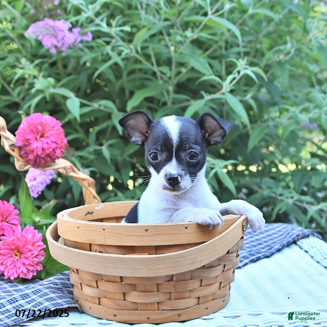 Chihuahua dogs for sale: Zimmer - Image 3