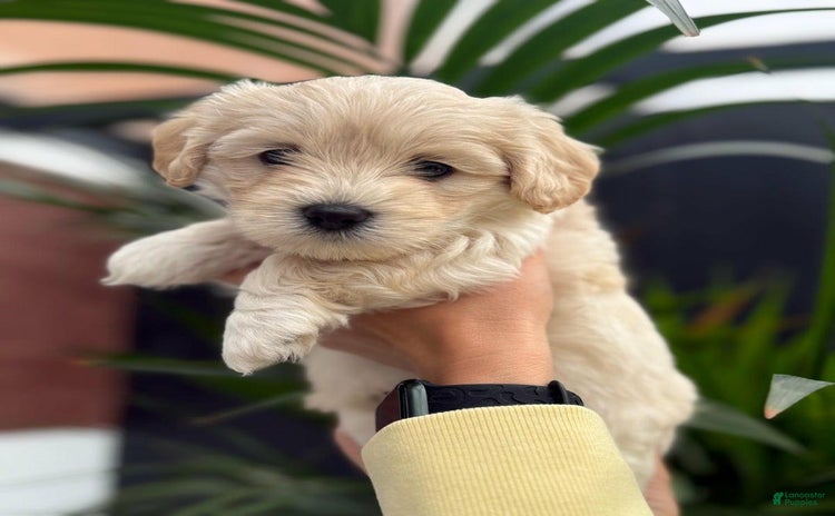Maltipoo dogs for sale - Ad 2