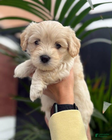 Maltipoo dogs for sale - Ad 2