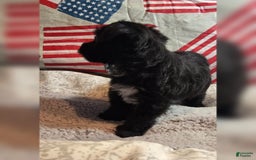 Morkie dogs for sale: Ryker - Image 3