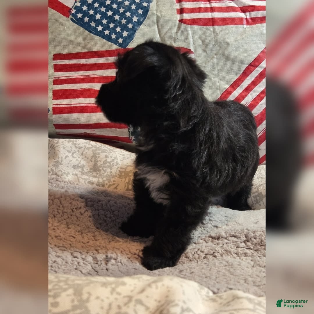 Morkie dogs for sale: Ryker - Image 3