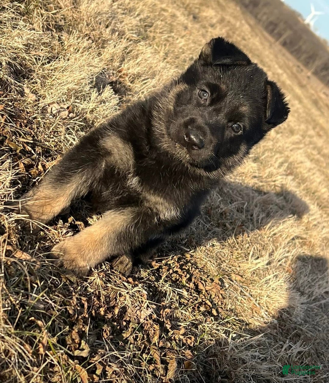 German Shepherd dogs for sale: New Litter Coming I Enclosed Pictures Of Puppies From Our First Litter - Image 1