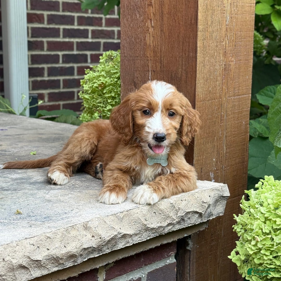 Goldendoodle dogs for sale: Abby - Image 12