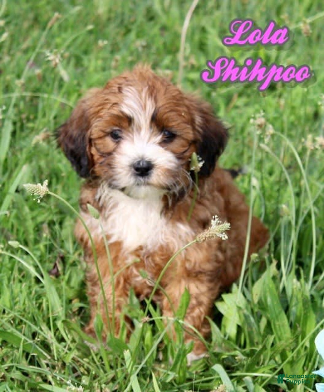 Shihpoo dogs for sale: Lola - Image 2