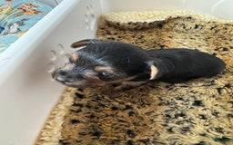 Yorkshire Terrier dogs for sale: Athena - Image 1