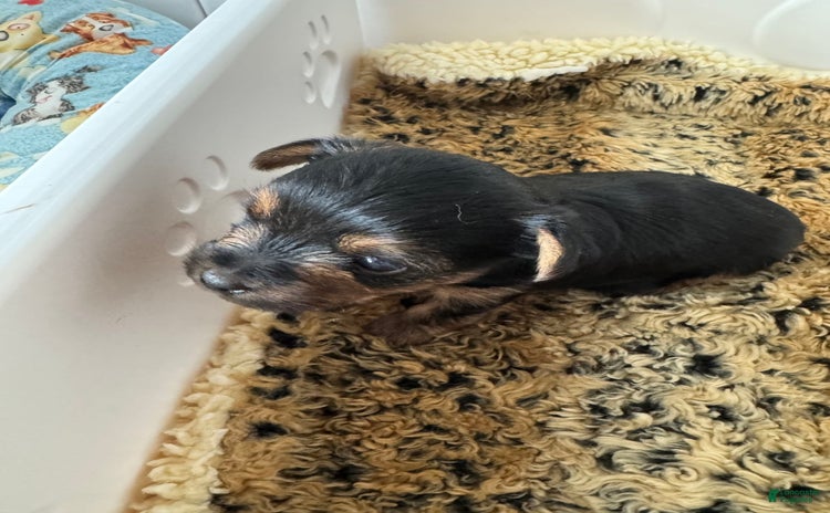 Yorkshire Terrier dogs for sale - Ad 1