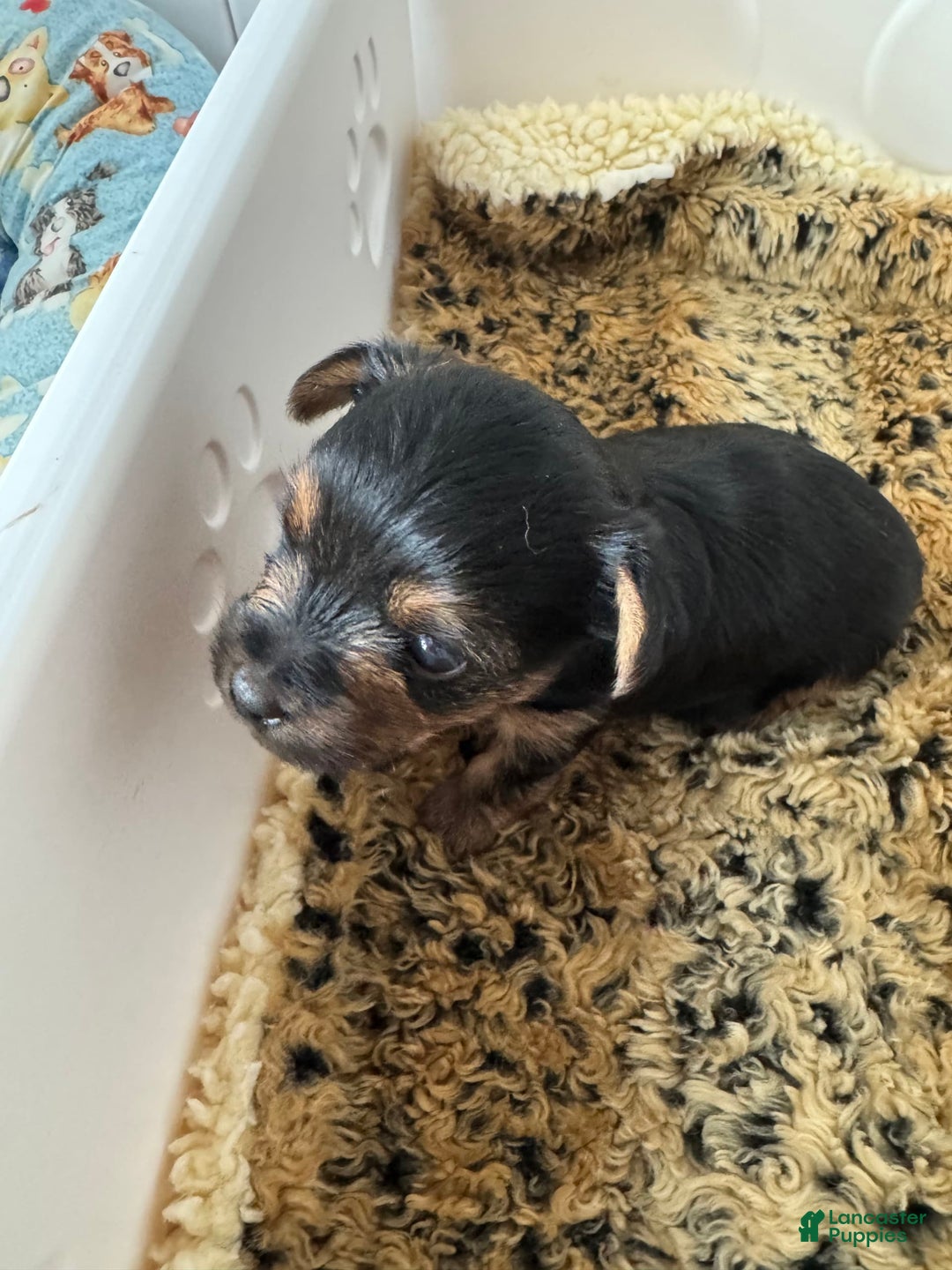 Yorkshire Terrier dogs for sale: Athena - Image 1