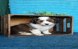 Havanese dogs for sale: Dusty - Image 7