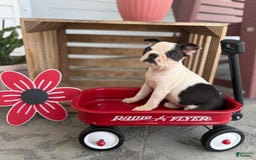 Boston Terrier dogs for sale: Barby - Image 4