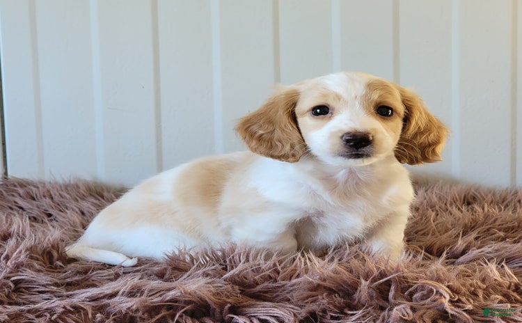 Miniature Dachshund dogs for sale - Ad 3