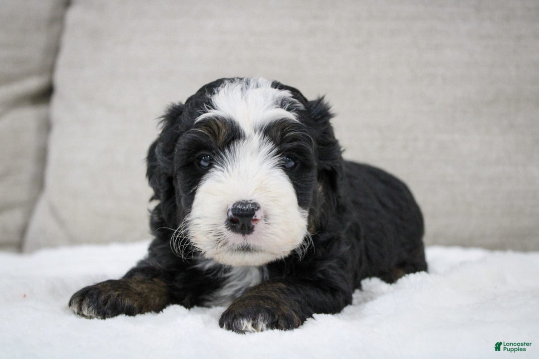 Mini Bernedoodle dogs for sale: Leo - Image 20