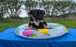Olde English Bulldogge dogs for sale: George - Image 19