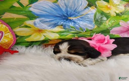 English Springer Spaniel dogs for sale: Eggs - Image 3