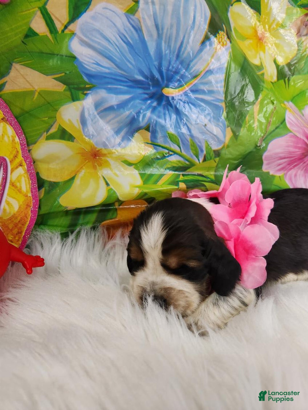 English Springer Spaniel dogs for sale: Eggs - Image 3