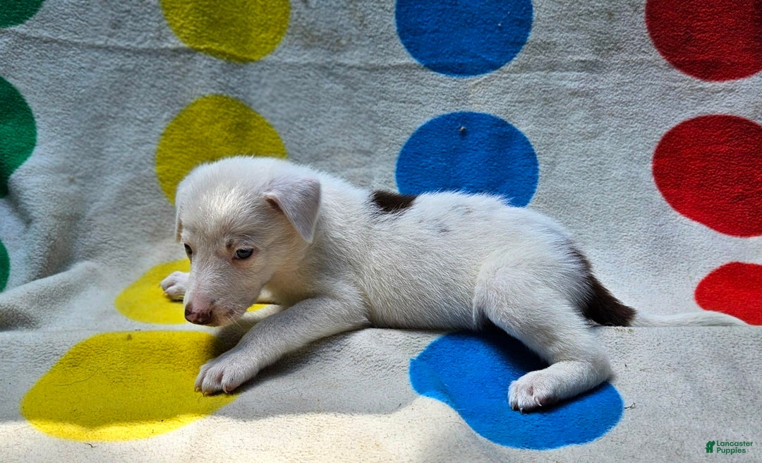 Border Collie dogs for sale: Charlie - Image 7