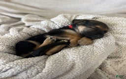 German Shepherd dogs for sale: Fern - Image 1