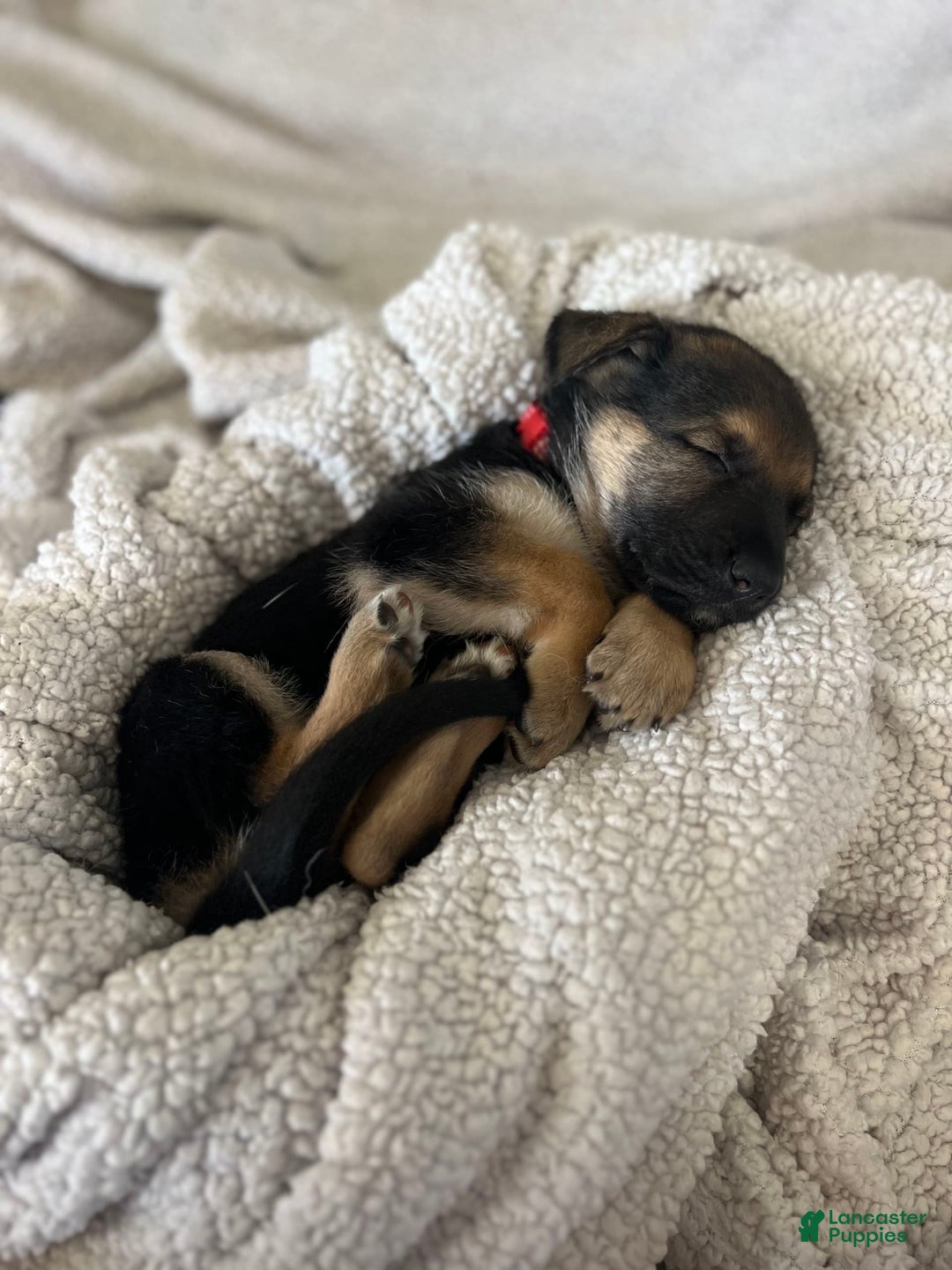 German Shepherd dogs for sale: Fern - Image 1