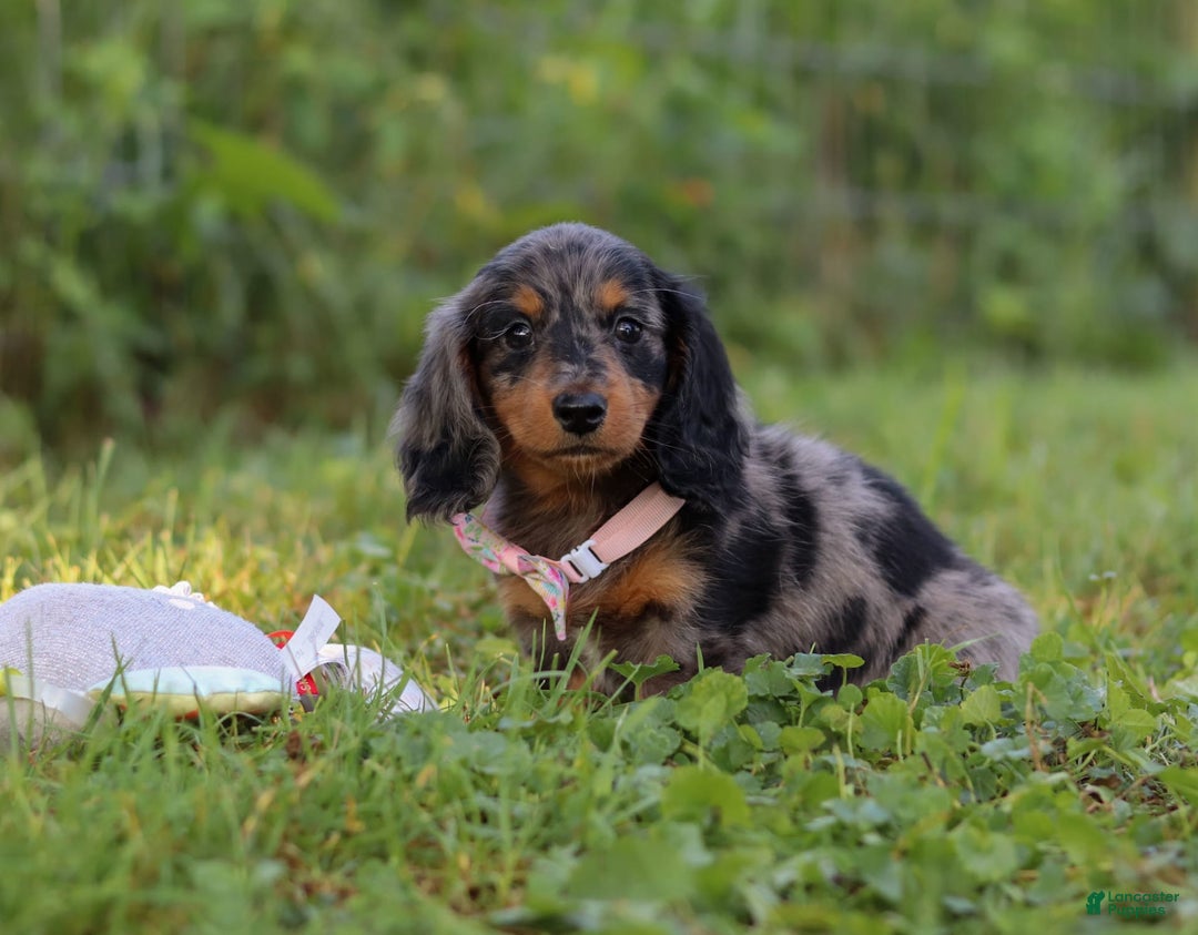 Miniature Dachshund dogs for sale: Sophie - Image 1