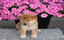Shiba Inu dogs for sale: Chloe - Image 3