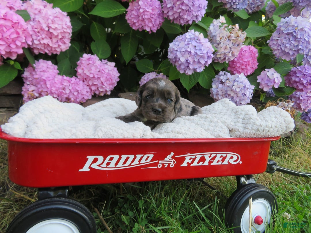 Cocker Spaniel dogs for sale: Milo - Image 4
