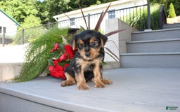 Yorkshire Terrier dogs for sale: Tucker - Image 6