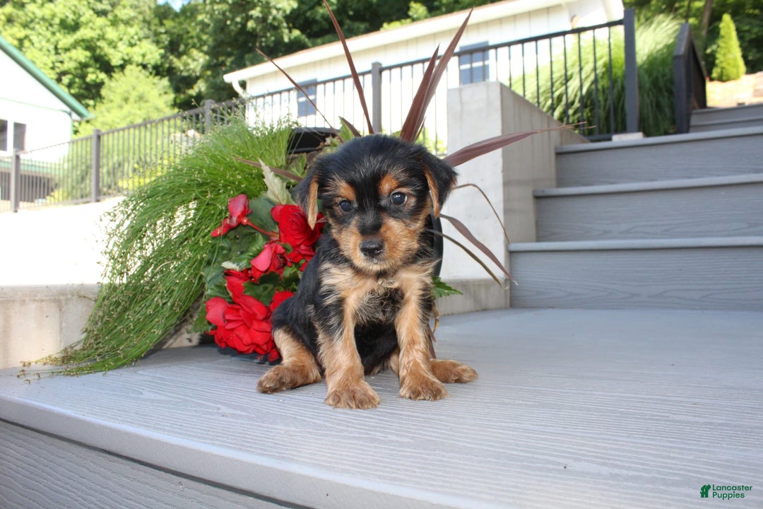 Yorkshire Terrier dogs for sale: Tucker - Image 6