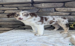 Australian Shepherd dogs for sale: Skye - Image 5