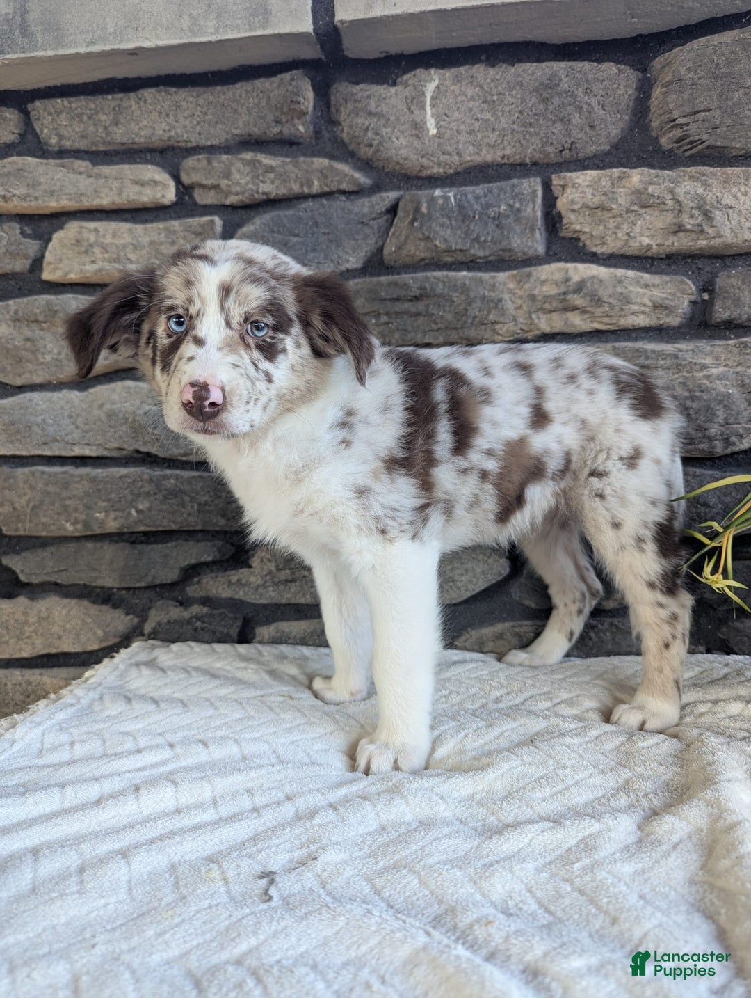 Australian Shepherd dogs for sale: Skye - Image 5