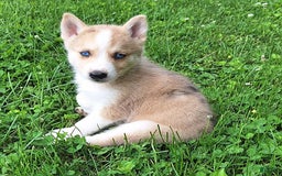 Gerberian Shepsky dogs for sale: Sparky - Image 1