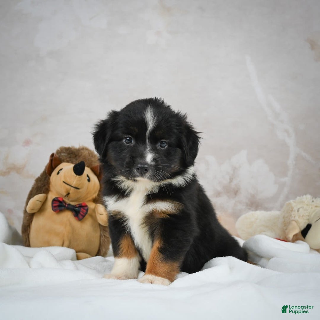 Miniature Australian Shepherd dogs for sale: Queen - Image 5