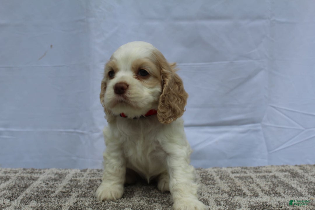 Cocker Spaniel dogs for sale: Sofie - Image 5
