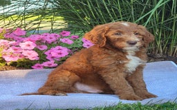 Goldendoodle dogs for sale: Ricky - Image 4