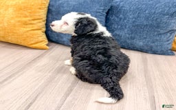 Mini Bernedoodle dogs for sale: Brooklyn - Image 25