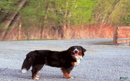 Bernese Mountain Dog dogs for sale: Jack - Image 5